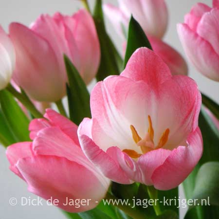 lente, tulpen, roze