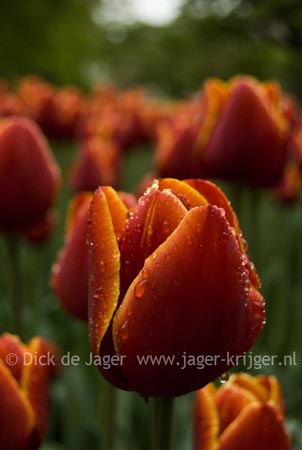 lente, tulpen, rood