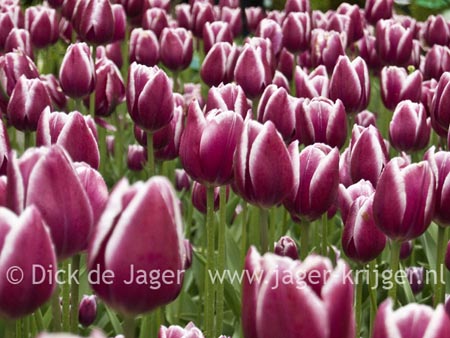 lente, tulpen, paars