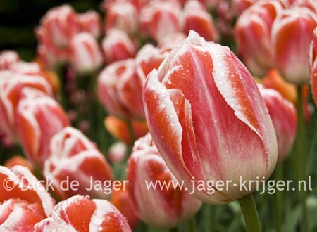 lente, tulpen, rood