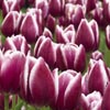 tulpen, bollenstreek, keukenhof